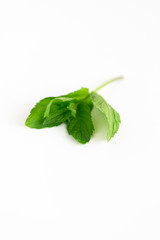 Bunch of Mint on White Background