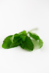 Bunch of Mint on White Background