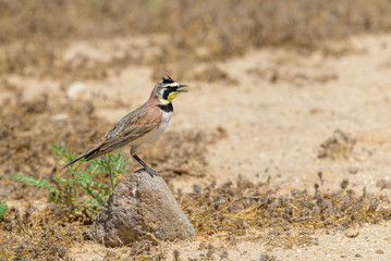 Male Horned lark poses on a small rock.