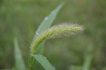 エノコログサと滴／雫の付いた猫じゃらしが中央にある