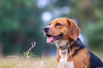 A cute beagle dog sitting  outdoor in the park on sunny day.
