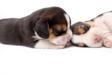 2 newborn beagle puppies sleeps well together in the bed on white background.
