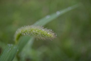 エノコログサと滴／雫が付いた猫じゃらしの花穂