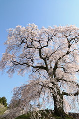 麻績の里 石塚桜
