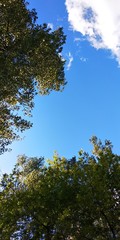 blue sky and trees