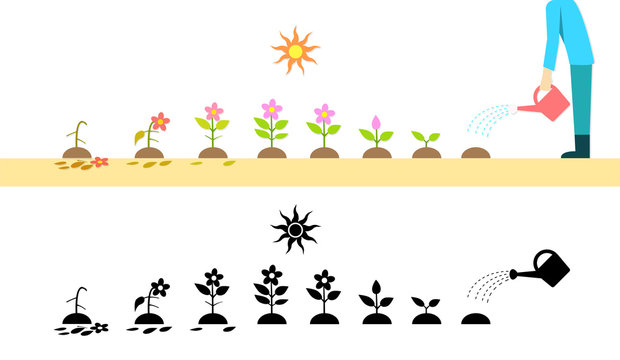 Time Lapse Flower Plant Growing In Vector Art