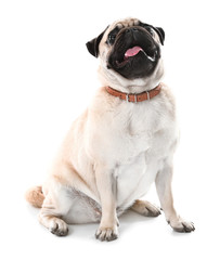 Obraz premium Cute pug dog on white background