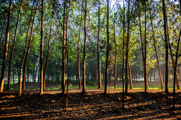 Early in the morning, the rising sun shines in the trees by the river.