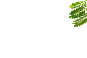 Small branches of green leaf on the top right of white background.