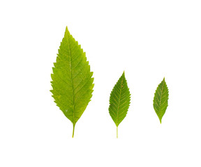 Green serrate leaf on white background.