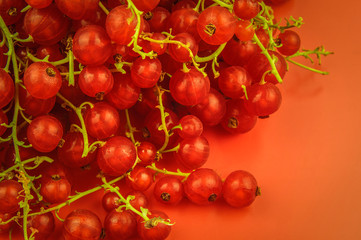 Red currants from the fridge with condensate droplets. Fresh berry. Chilled fruits. Red background, free space, pattern.