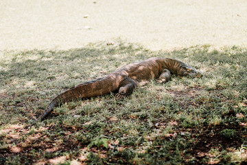 Komodo Dragon at the National Park, Indonesia. Large reptile having rest. Varan laying down on the ground. A dragon crawls along the path on the Rinca Island. Lizard crawling in the grass.