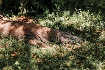 Komodo Dragon at the National Park, Indonesia. Large reptile having rest. Varan laying down on the ground. A dragon crawls along the path on the Rinca Island. A lizard is resting in the grass.