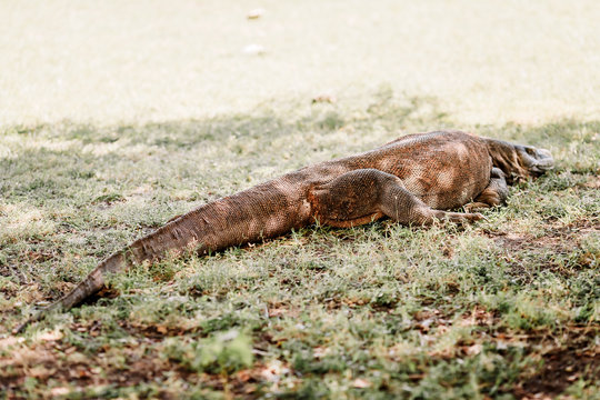 Komodo Dragon at the National Park, Indonesia. Large reptile having rest. Varan laying down on the ground. A dragon crawls along the path on the Rinca Island. Lizard crawling in the grass.