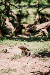 Komodo Dragon at the National Park, Indonesia. Large reptile having rest. Varan laying down on the ground. A dragon crawls along the path on the Rinca Island. Lizard crawling in the grass.