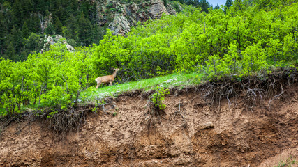 Mule deer eating leaves on a hill in the mountains