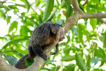 White-faced saki monkey on the tree, also called the Guianan saki and the golden-faced saki.