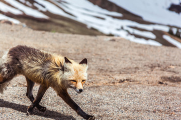 red fox vulpes vulpes