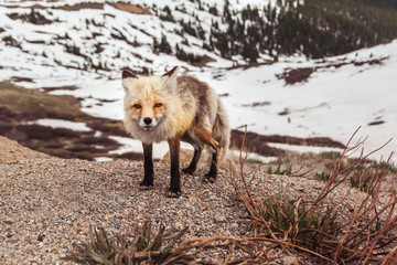 red fox vulpes vulpes