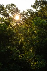 Morning sun coming through dense green forest foliage in summer