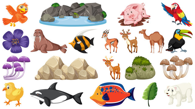 Set of animals and nature objects