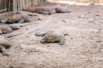 Komodo Dragons at the National Park, Indonesia. Large reptile having rest. Varan laying down on the ground. A dragon crawls along the path on the Rinca Island. Lizard crawling in the earth.