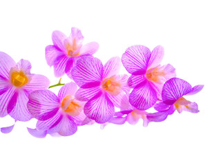 Fototapeta na wymiar Orchid flower isolated on white background. Soft toned
