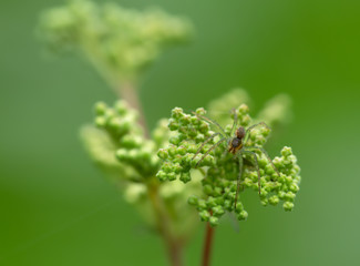 Juvenile raft spider, Dolomedes fimbriatus on plant