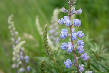 blue flowers on green background