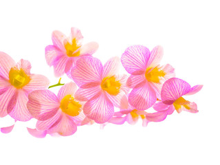 flowers isolated on white background