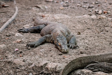 Komodo Dragons at the National Park, Indonesia. Large reptile having rest. Varan laying down on the ground. A dragon crawls along the path on the Rinca Island. Lizard crawling in the earth.