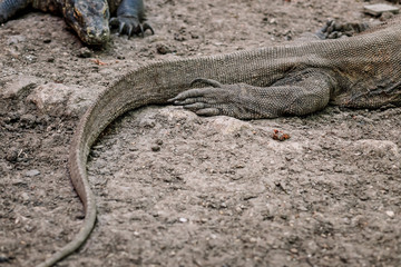 Komodo Dragons at the National Park, Indonesia. Large reptile having rest. Varan laying down on the ground. A dragon crawling in the earth on the Rinca Island. The tail of the lizard.