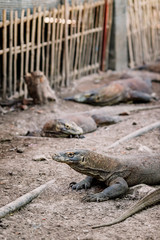 Komodo Dragons at the National Park, Indonesia. Large reptile having rest. Varan laying down on the ground. A dragon crawls along the path on the Rinca Island. Lizard crawling in the earth.