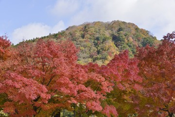丹沢山の紅葉