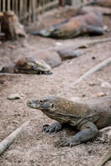 Komodo Dragons at the National Park, Indonesia. Large reptile having rest. Varan laying down on the ground. A dragon crawls along the path on the Rinca Island. Lizard crawling in the earth.
