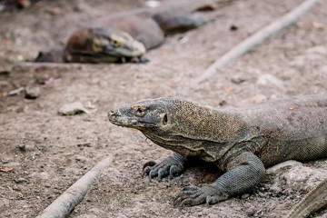 Komodo Dragons at the National Park, Indonesia. Large reptile having rest. Varan laying down on the ground. A dragon crawls along the path on the Rinca Island. Lizard crawling in the earth.