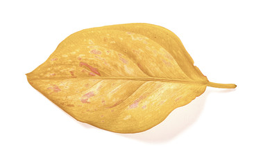 faded leaf on a white background