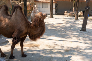 camels in a zoo in day time