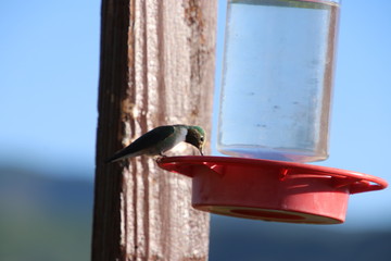 Hummingbird(s)