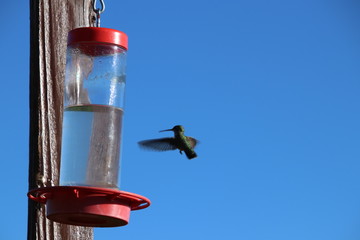 Hummingbird(s)