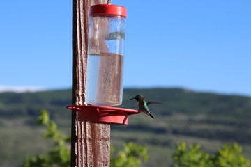 Hummingbird(s)