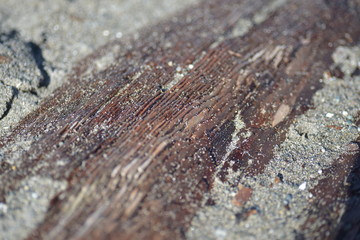 wood on the beach