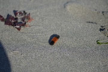 wooly bear on the beach