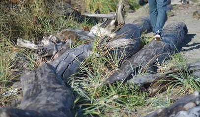 walking along the drift wood at the beach