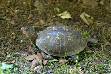 Eastern Box Turtle Alert to Danger