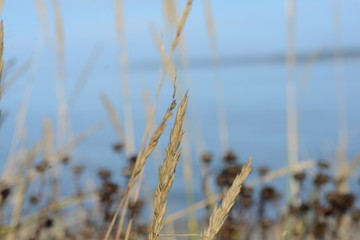 Fototapeta premium grass on the beach