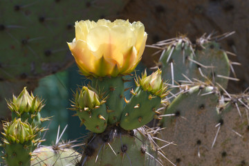 Flowering Prickly Pear Cactus Close Up