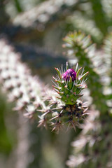 Organ Pipe Cactus Flower Close Up