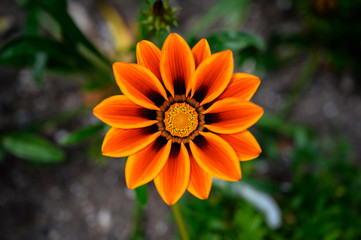 yellow, orange, red and brown vibrant colored flower.