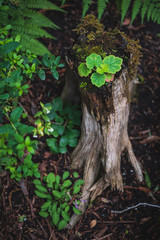 New Life. Plant Growing From Tree Stump